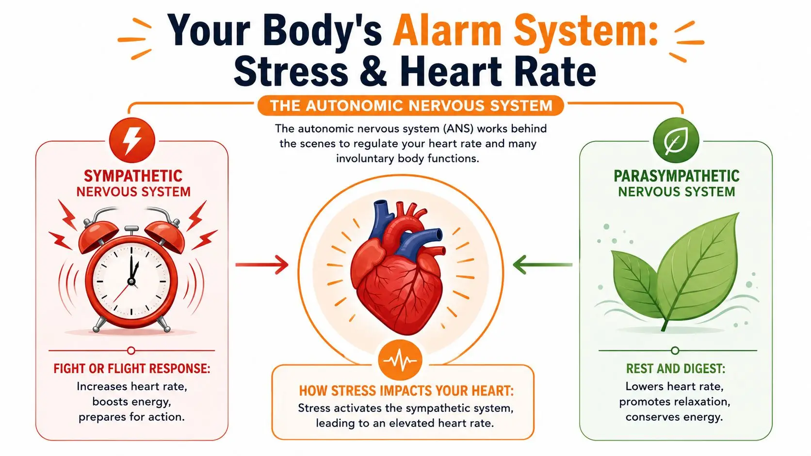 A diagram explaining how the autonomic nervous system regulates heart rate through sympathetic and parasympathetic responses.