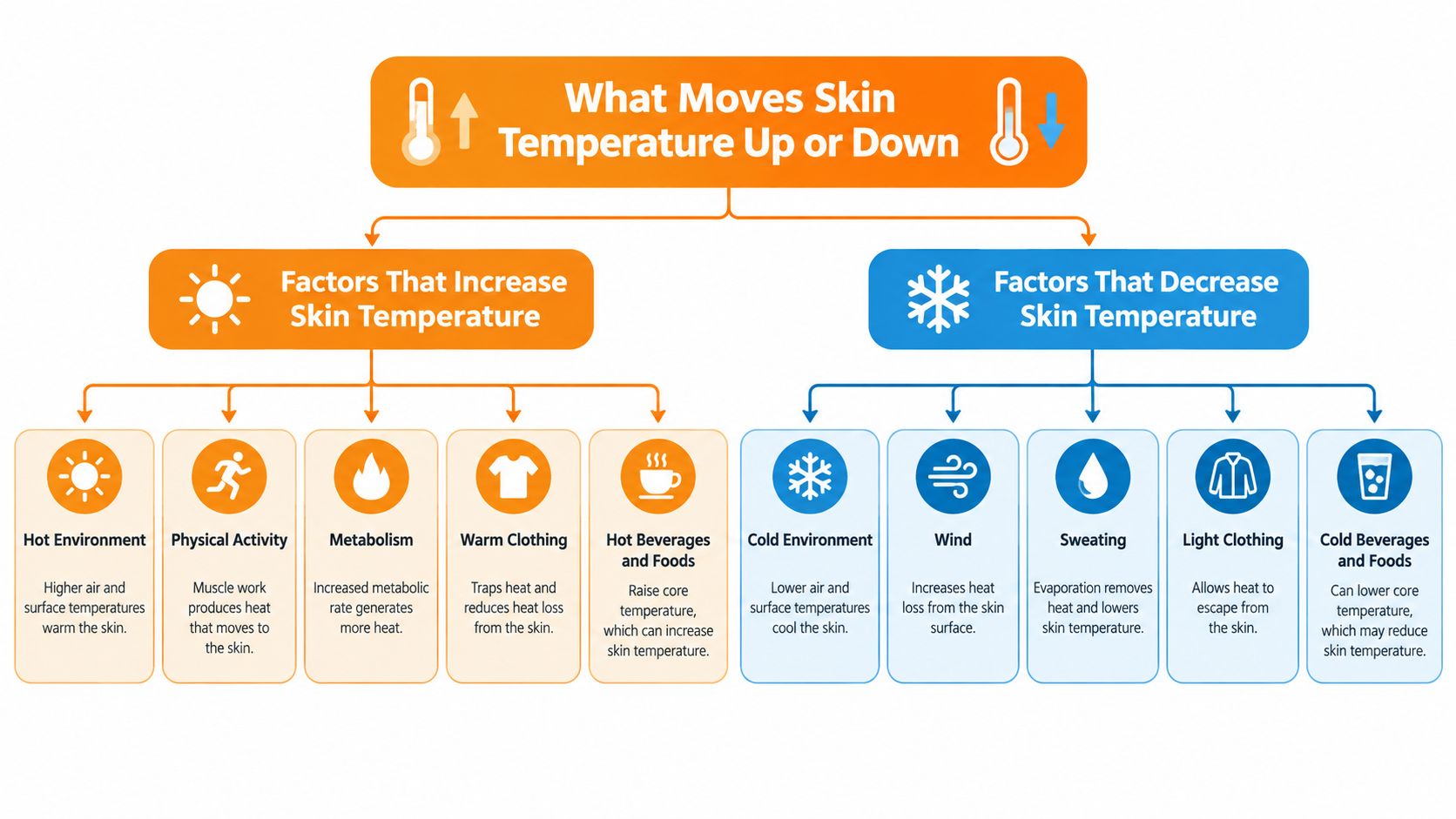 An infographic explaining the various factors that can either increase or decrease human skin temperature.